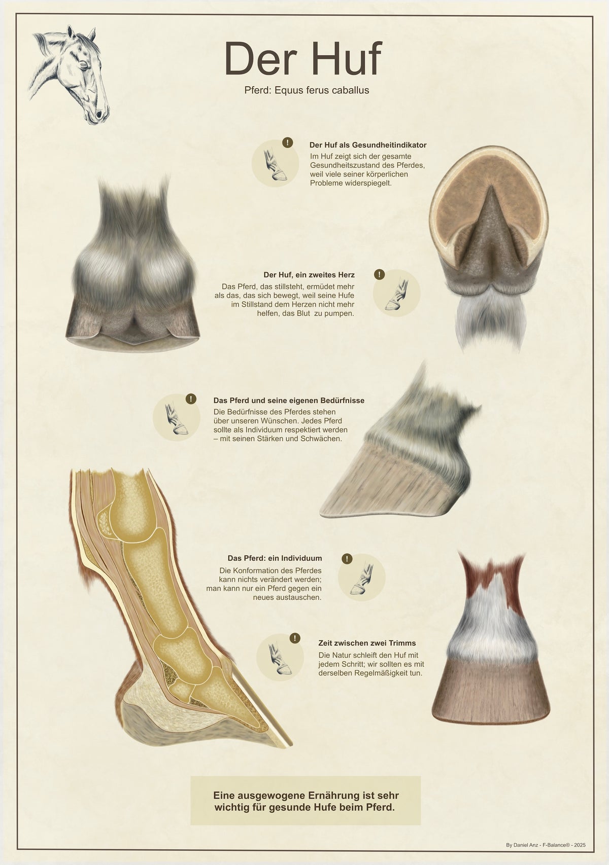 Infografik - Der Huf (digital)