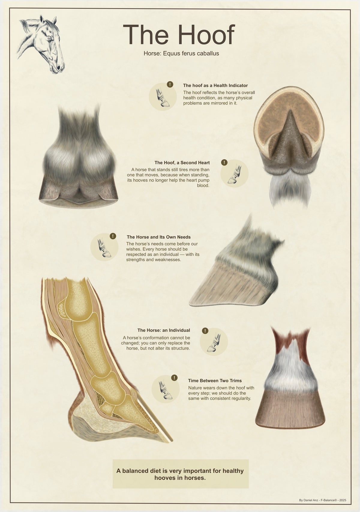 Infographic - The Hoof (digital)