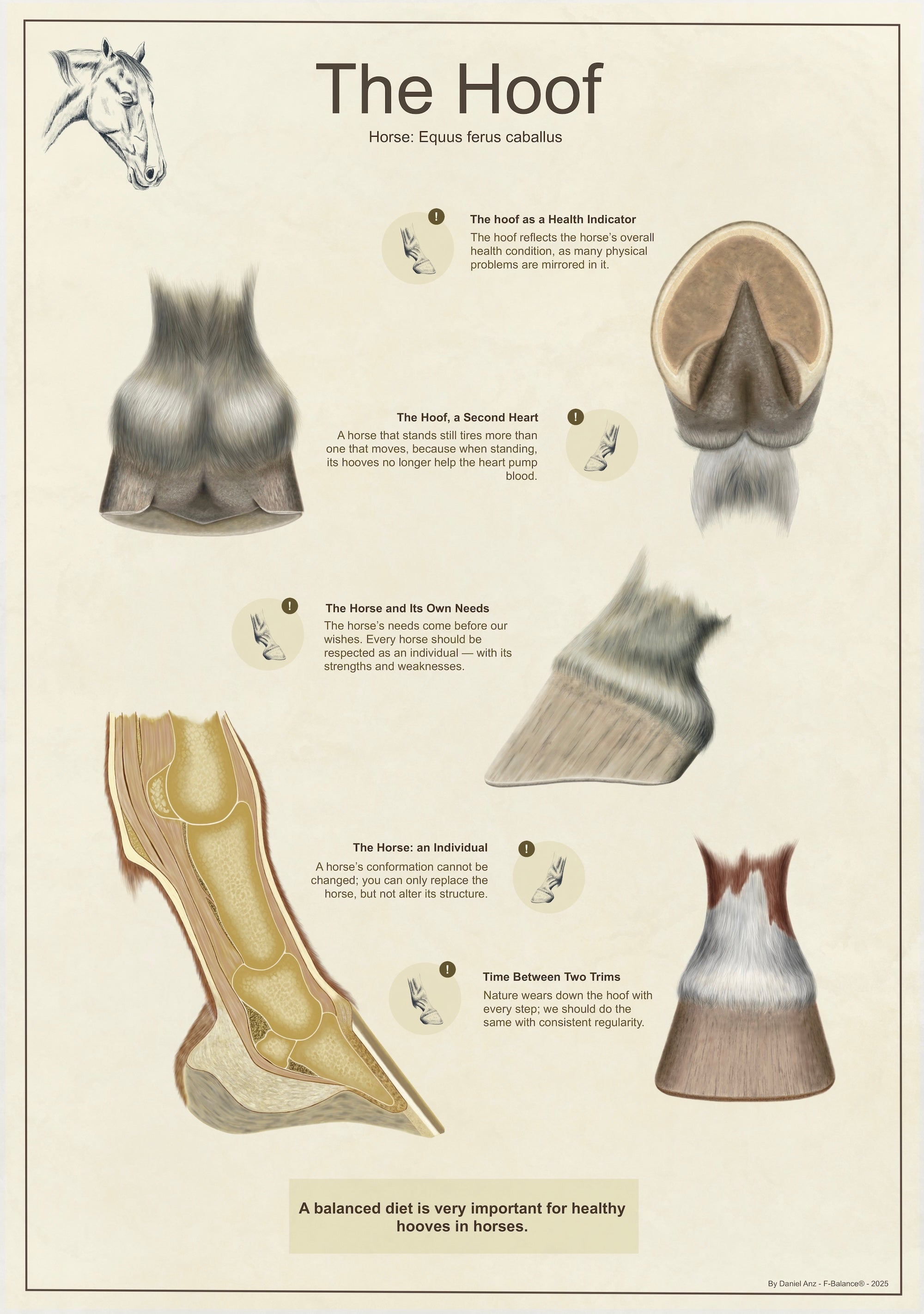 Infographic - The Hoof (digital)